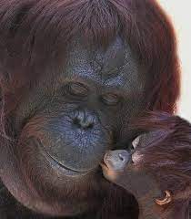 I Wuv You Mom Cute Animals Baby Orangutan Animals