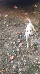 Adopt a border collie near you in roanoke, virginia. Free Mountain Feist Dog Bedford Free Stuff Roanoke Va Shoppok