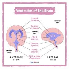 What Is The Cause Of Communicating Vs Non Communicating Hydrocephalus Neuro Anatomy Usmle Mcat Anatomy Lessons Anatomy And Physiology Anatomy