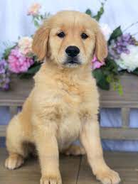 We did not find results for: Golden Retriever For Sale In Lynchburg Va Local Pet Store Petopia