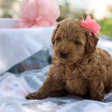 Find goldendoodle breeders near you using our searchable directory. Teacup Goldendoodles Precious Doodle Dogs Teacup Goldendoodles Labradoodle Puppies Teacup Doodle Dogs Teacup Cavapoo Puppies Cavapoo Puppies Micro Goldendoodle Puppies Mini Bernedoodle Puppies Golden Doodle Puppies For Sale Near Me