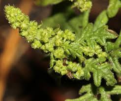 Image result for Dysphania schraderiana