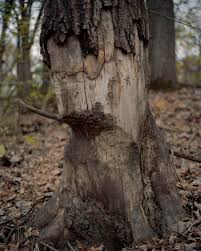 Mitchell Hurst — Aviary Gallery