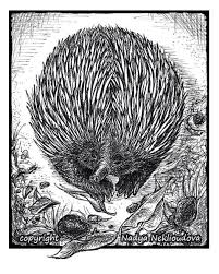 Pin On Echidnas