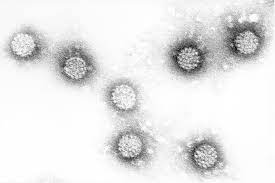 Human papillomavirus (hpv) is the most widespread sexually transmitted infection (sti) in the united states. Humane Papillomviren Und Krebs Hpv Infektion Hpv Test