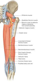 What is conjoint tendon, function, definition, location and processes. Sciatic Nerve Block Sciencedirect