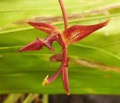 Image result for Xerophyta squarrosa