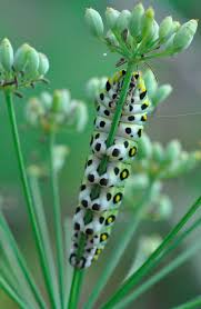 Black And White Striped Caterpillar Virginia Hide And Go Seek Bugs Insects Beautiful Bugs Caterpillar