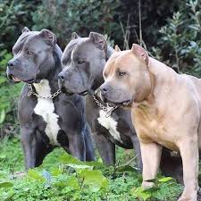 Dogs Breeds Excellent Information About Dogs In The Article Below Find Out More At The Image Link Dogsbreeds Bully Breeds Dogs Bully Dog Dog Breeds