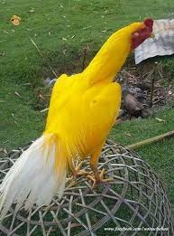 Birds Birdhouse Birdfeeders Birdhouseideas Birdsofprey Birdpainting Birdsofparadies Bridstatto Galinhas De Estimacao Racas De Galinhas Galinhas E Galos