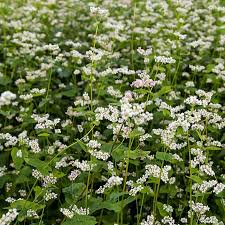 Image result for Fagopyrum esculentum