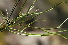 Image result for Wahlenbergia subaphylla