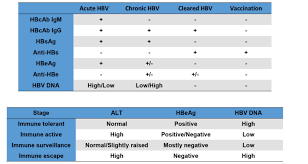 A protein on the surface of hepatitis. Keith Siau On Twitter Interpretation Of Hepatitis B Serology Livertwitter