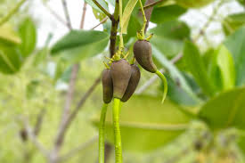 Image result for Rhizophoraceae