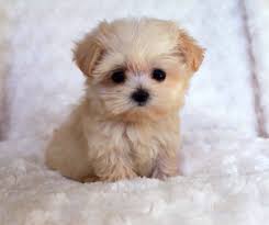 Micro Maltipoo Cute Animals Cute Dogs And Puppies Cute Little Puppies