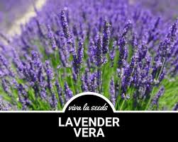 Image result for Lavandula angustifolia Vera