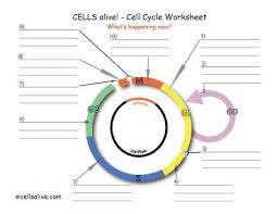 To begin, check that lithium is selected on the periodic table tab. Lifescitrc Org Cells Alive Cell Cycle Worksheet