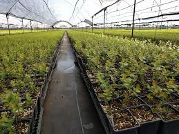 One of the main considerations when growing strawberries and other berry crops hydroponically is pollination; Blueberry Plants And How To Care Soilless Production Projar