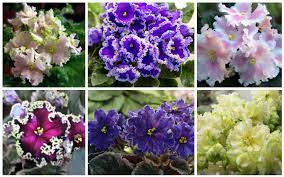 Maybe you would like to learn more about one of these? 20 Different African Violet Varieties Photos Garden Lovers Club