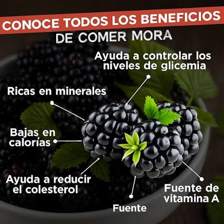 🍇 La mora es una de las frutas más completas y poderosas para tu salud 🖤  Detrás de su color oscuro se esconden antioxidantes que protegen tus  células, rejuvenecen la piel y