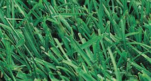 There are so many ways to use lawn space with the many ornamentals grasses and soft. Sod Varieties Zamora Sod Farm