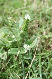 Image result for Heliotropium supinum
