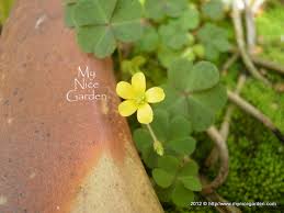Image result for Oxalis corniculata
