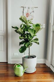 For plants that measure less than 2 feet from the soil to the tallest leaves, water 1 cup each week. How To Care For Your Fiddle Leaf Fig Tree From An Expert