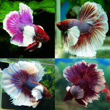Betta Siamese Fighting Fish Premium Assorted Dumbo Elephant Ear Male Aquarium Central