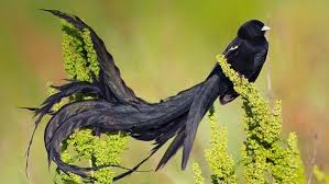 Very Small Birds Of South Africa A Book Of Rather Strange Animals On Twitter South African Birds Most Beautiful Birds Rare Birds