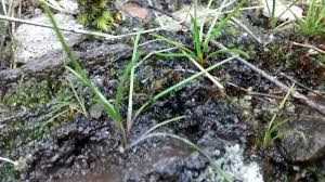 Image result for Isoetes welwitschii