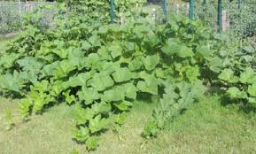 Plants need air just like people do. How To Grow Pumpkins Growing Varieties Of Pumpkin Plants From Seeds By The Gardener S Network