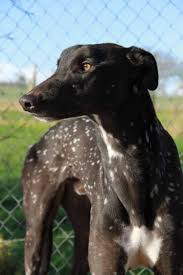 Check spelling or type a new query. The Snowflake Greyhound