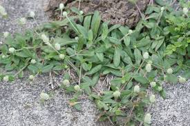 Image result for Gomphrena celosioides