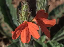 Image result for Crossandra mucronata