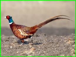 Ayam Pegar Ring Neck Pheasant Daftarhewan Com
