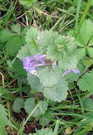Die schonsten straucher mit lila bluten immergrunestraucher lila ist eine extravagante farbe die sich gut mit gelb oder pflanzen die in blautonen bluhen em 2020. Gundermann Verwendung Wirkung Und Anbau