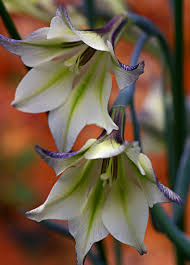 Image result for Gladiolus pretoriensis