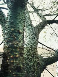 ダイナマイト ツリー