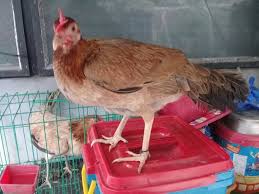 We did not find results for: Jrs Gamefowl Allen Roundhead Melsim Hatch Nene Aguilar Facebook