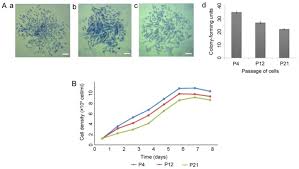 Characteristics And Multi Lineage Differentiation Of Bone