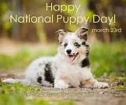 We did not find results for: National Puppy Day Memes