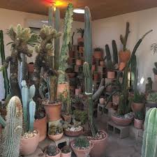 To get the plants every year well in bloom, it is best to add a little more water in the summer and less in winter. 1 513 Me Gusta 17 Comentarios Cactus Store Hotcactus La En Instagram Lots Of New Plants Both La And Nyc Plants Indoor Plants Cactus