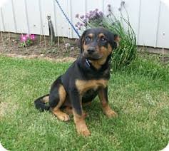 We rescue our dogs from bad environments, cruelty cases, shelters, or as strays. Liberty Center Oh Rottweiler Meet Rembrandt A Pet For Adoption