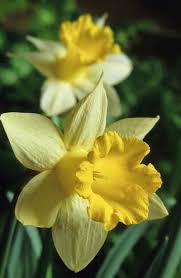 Narciso Narcissus Topolino Fotografia De John Glover Uno De Los Primeros Y De Los Mas Importantes Fotografos De Jardin Del Reino Unid Daffodils Flowers Plants