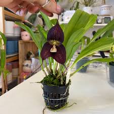 Dracula 'Raven' (rozellii betty x ...