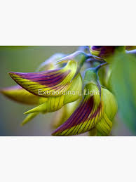 Image result for Crotalaria bernieri