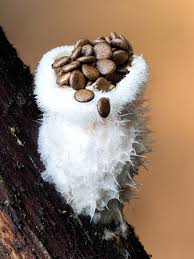 Image result for Hylebates