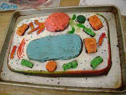 Offers ideas for extending the project and creating interdisciplinary connections. Plant Cell Project Ideas Biological Science Picture Directory Pulpbits Net