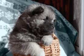The first 36 hours of a puppy's life is the critical period nutritionally. Puppies That Look Like Teddy Bears Reader S Digest